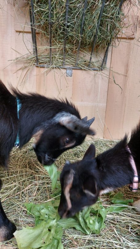 Wir dürfen natürlich auch nicht fehlen... unsere Ziegen