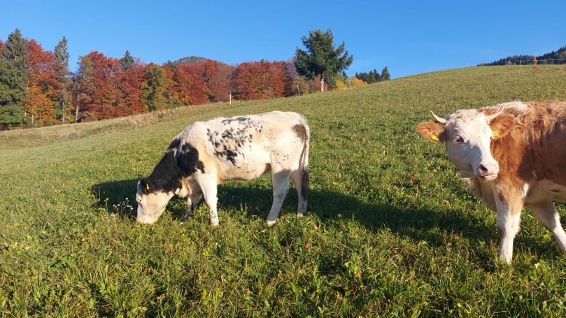 Unsere Kühe genießen die saftigen Wiesen...