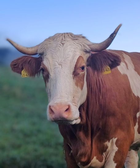 und die Kuh mach muhhh... 