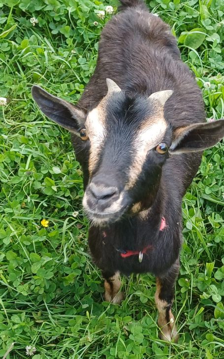 ich bin die Heidi...